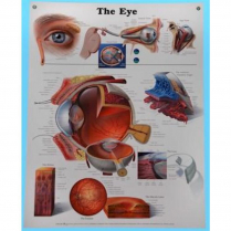 ANATOMY CHART THE EYE (EYET)